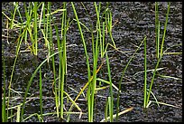 Grasses and black pond water. Olympic National Park, Washington, USA.
