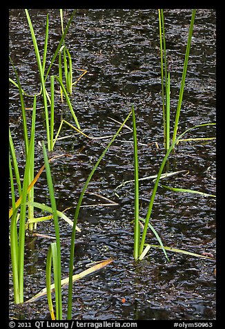 Reeds and stagnant water. Olympic National Park, Washington, USA.
