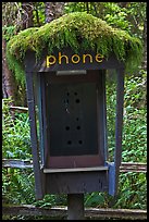 Phone booth covered by moss. Olympic National Park, Washington, USA. (color)