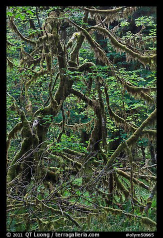 Trees and mosses, Hoh rainforest. Olympic National Park, Washington, USA.