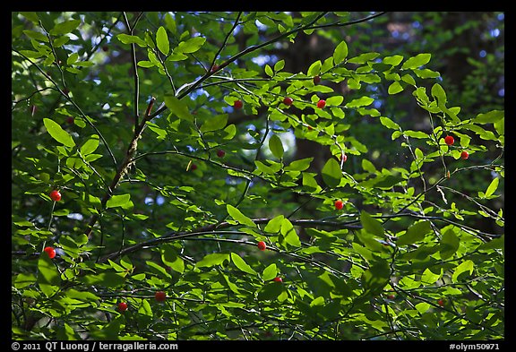 Branches and berries, Quinault rain forest. Olympic National Park, Washington, USA.
