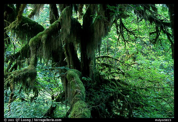 Moss-covered old tree in Hoh rainforest. Olympic National Park, Washington, USA.