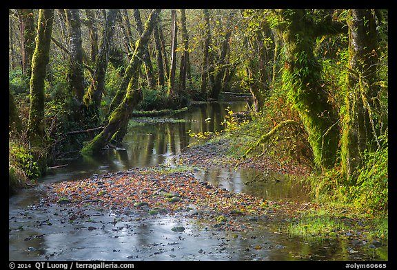Creek, Maple Glades, Quinault. Olympic National Park (color)