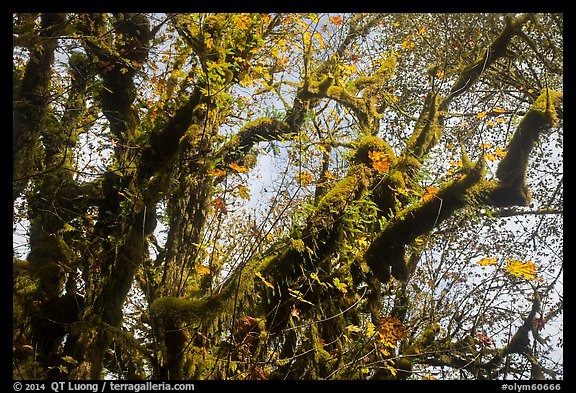 Looking up moss-covered big leaf maple tree in autumn. Olympic National Park, Washington, USA.