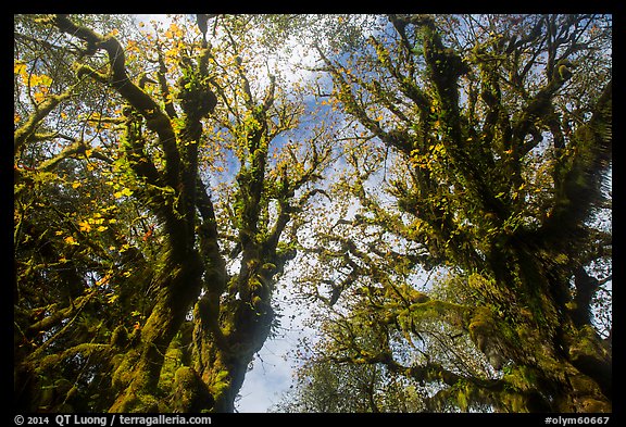 Looking up moss-covered big leaf maple trees in autumn. Olympic National Park, Washington, USA.