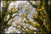 Looking up moss-covered branches and yellow leaves of big leaf maple trees. Olympic National Park, Washington, USA.