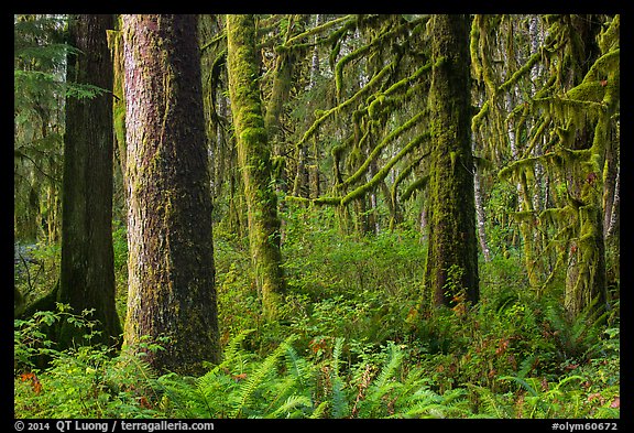 Ferns and moss-covered trees, Maple Glades. Olympic National Park (color)