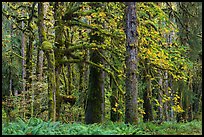 Bigleaf maple and rainforest in autum, Lake Quinault North Shore. Olympic National Park, Washington, USA.