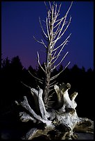 Driftwood and dead tree at night, Rialto Beach. Olympic National Park, Washington, USA.