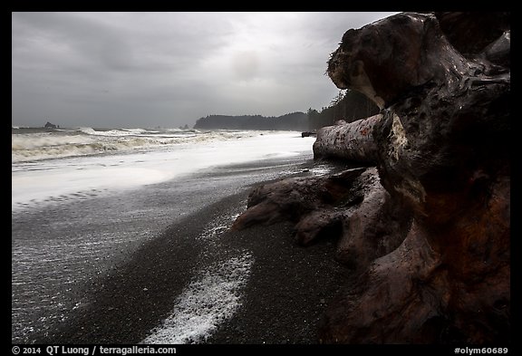 Driftwood and black pebble beach in stormy weather, Rialto Beach. Olympic National Park (color)