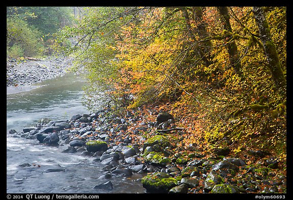 Trees in autumn foliage near Sol Duc River confluence. Olympic National Park, Washington, USA.