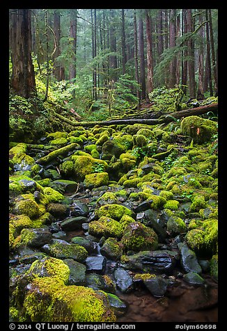 Stream, mossy boulders, and old growth forest, Sol Duc. Olympic National Park (color)