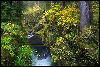 Narrow gorge of the Soleduc river in autumn. Olympic National Park ( color)