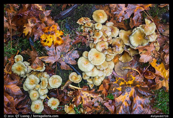Close-up of mushrooms, Hoh Rain Forest. Olympic National Park, Washington, USA.