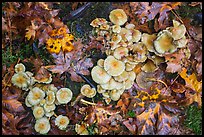 Close-up of mushrooms, Hoh Rain Forest. Olympic National Park, Washington, USA.