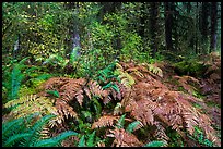 Ferns in autumn, Hoh Rain Forest. Olympic National Park ( color)