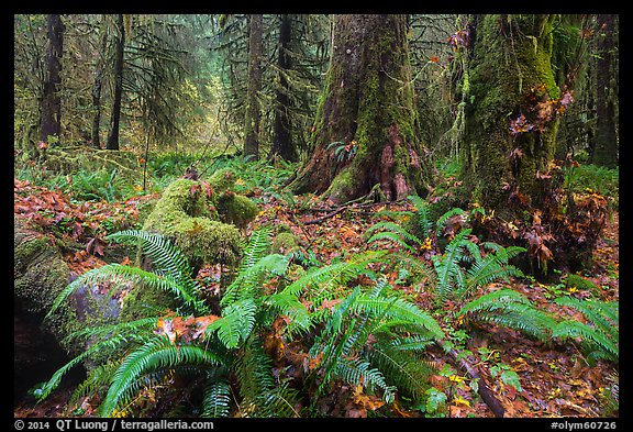 Autumn in Hoh Rain Forest. Olympic National Park (color)