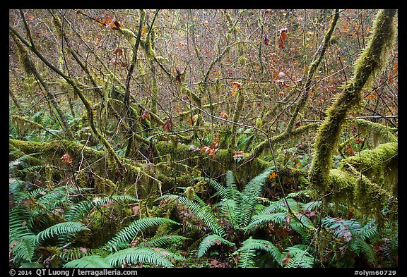 Ferns and thin branches, Hoh Rain Forest. Olympic National Park (color)