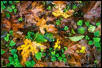 Forest floor with fallen leaves and clover, Quinault. Olympic National Park, Washington, USA.