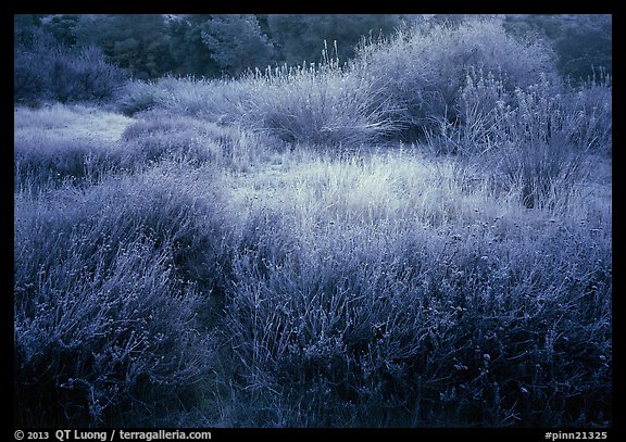 Grasses and shrubs with early morning frost. Pinnacles National Park, California, USA.