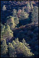 Trees and Mediterranean chaparral. Pinnacles National Park, California, USA. (color)