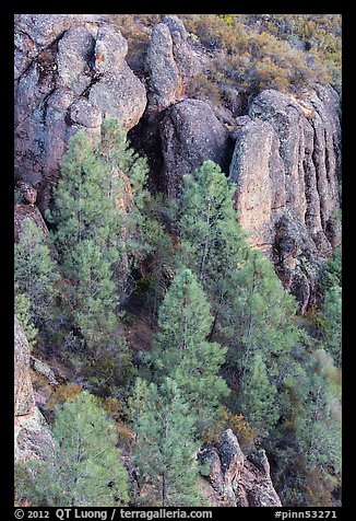 Pine trees and igneous rocks. Pinnacles National Park, California, USA.