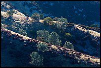 Trees on backlit ridges. Pinnacles National Park, California, USA. (color)