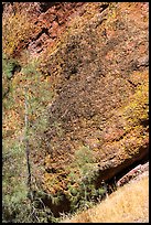 Colorful Breccia rock and summer grasses. Pinnacles National Park ( color)