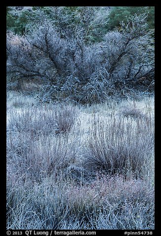 Frozen grasses and shrubs. Pinnacles National Park, California, USA.