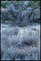 Frozen grasses and shrubs. Pinnacles National Park, California, USA.