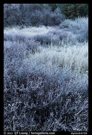 Frost along Bench Trail. Pinnacles National Park (color)