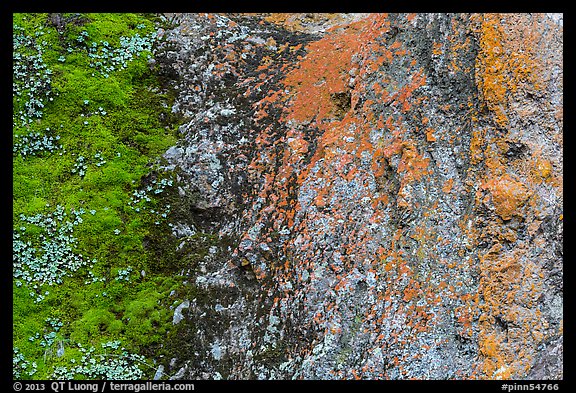 Green moss and orange lichen on rock wall. Pinnacles National Park, California, USA.