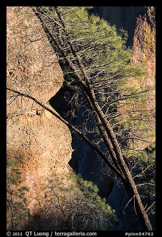 Tree trunk and rocks, Machete Ridge. Pinnacles National Park, California, USA.