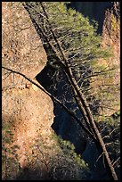Tree trunk and rocks, Machete Ridge. Pinnacles National Park, California, USA. (color)