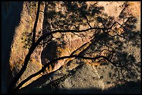 Tree silhouette against rock wall, Machete Ridge. Pinnacles National Park, California, USA. (color)