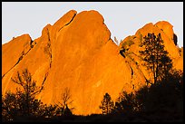 Trees against rocks glowing from sunset. Pinnacles National Park ( color)