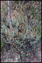Orange flowers, trees, and cliff. Pinnacles National Park, California, USA. (color)