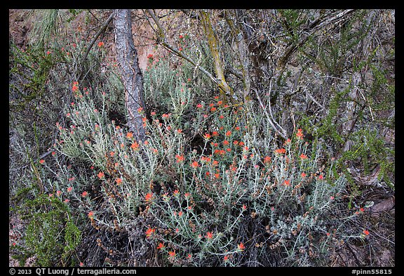 Orange flowers, branches, and cliff. Pinnacles National Park, California, USA.