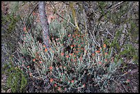Orange flowers, branches, and cliff. Pinnacles National Park, California, USA. (color)