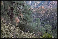 Manzanita blooms and valley with rock formations. Pinnacles National Park, California, USA.