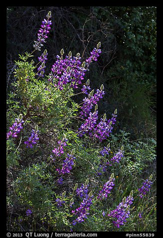 Lupine close-up. Pinnacles National Park (color)