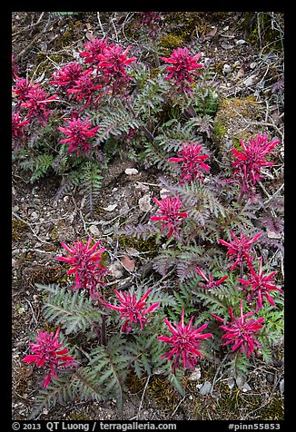 Patch of Indian Warriors (Pedicularis Dens floras). Pinnacles National Park, California, USA.