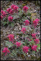Patch of Indian Warriors (Pedicularis Dens floras). Pinnacles National Park, California, USA. (color)