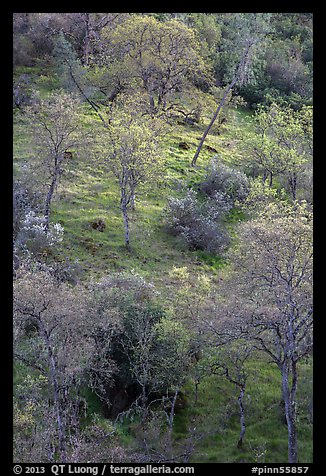 Hillside with newly leafed trees. Pinnacles National Park, California, USA.