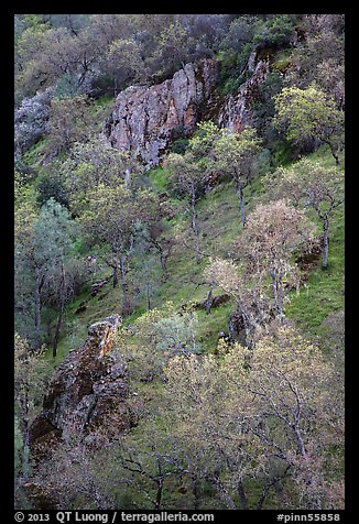 Hillside with trees and rocks in early spring. Pinnacles National Park, California, USA.