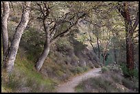 Condor Gulch Trail through oak forest. Pinnacles National Park, California, USA.
