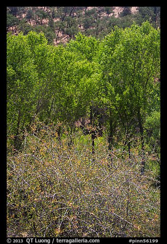 Shrubs, cottonwoods, and oaks in the spring. Pinnacles National Park, California, USA.