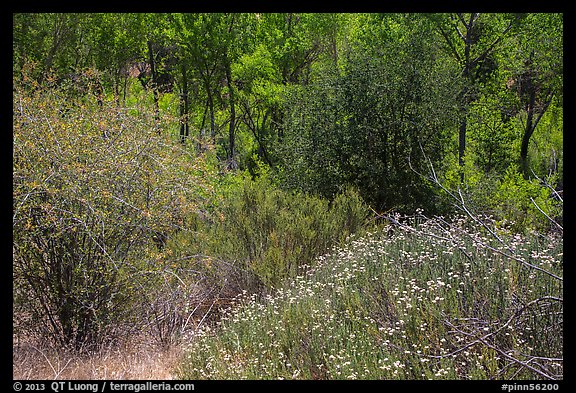 Wildflowers, shrubs, cottonwoods, in the spring. Pinnacles National Park, California, USA.