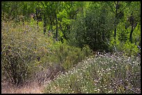 Wildflowers, shrubs, cottonwoods, in the spring. Pinnacles National Park, California, USA.