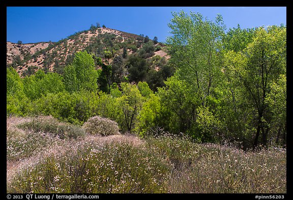 Wildflowers and riparian habitat in the spring. Pinnacles National Park, California, USA.